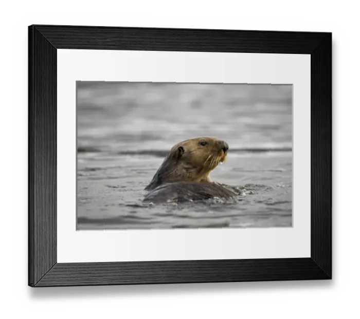 Framed Print : USA, Alaska, Kodiak Island, Sea Otter (Enhydra lutris) floating in Afognak Bay Framed Print : USA, Alaska, Kodiak Island, Sea Otter (Enhydra lutris) floating in Afognak Bay