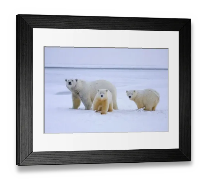 Framed Print : USA, North America, Alaska