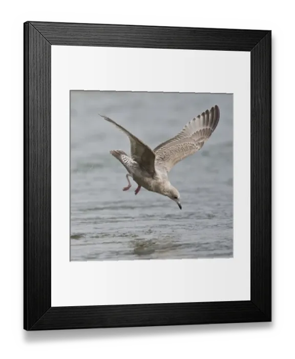 Framed Print : Alaska. Katmai NP. Immature Mew Gull fishing for salmon eggs Framed Print : Alaska. Katmai NP. Immature Mew Gull fishing for salmon eggs