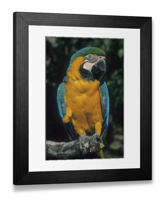 Framed Print : Blue & Yellow Macaw, (Ara ararauna), Tambopata Reserve, SE Peru
