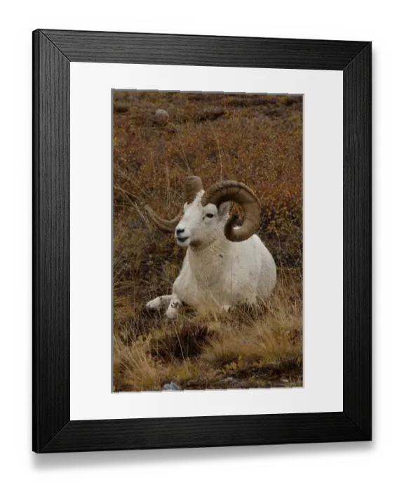 Framed Print : dall sheep, Ovis dalli, ram resting on a hillside during fall colors, Mount Margaret Framed Print : dall sheep, Ovis dalli, ram resting on a hillside during fall colors, Mount Margaret
