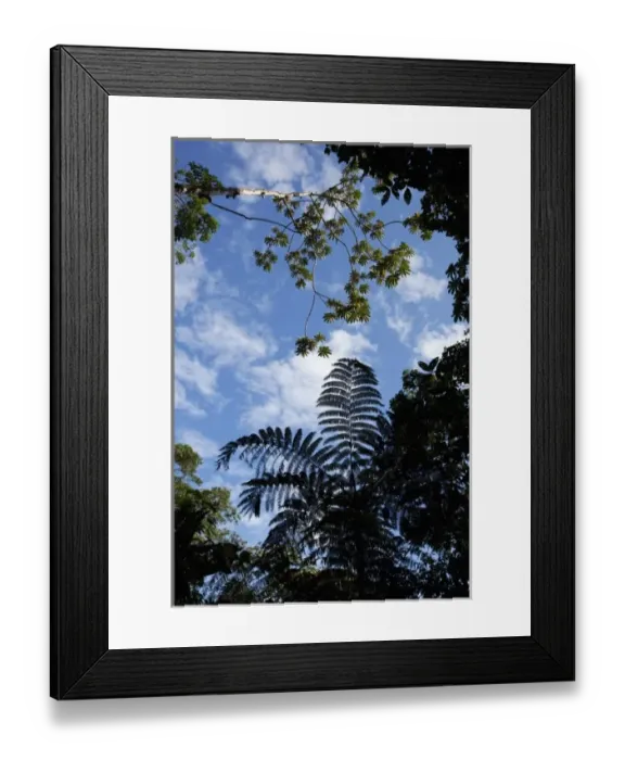 Framed Print : Costa Rica, Los Angeles Cloud Forest Reserve, Tree fern in shadows on forest floor