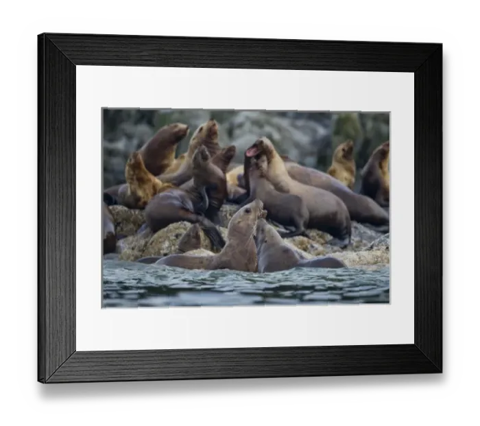 Framed Print : USA, Alaska, Stellers Sea Lions (Eumetopias jubatus) sparring in shallows along Framed Print : USA, Alaska, Stellers Sea Lions (Eumetopias jubatus) sparring in shallows along