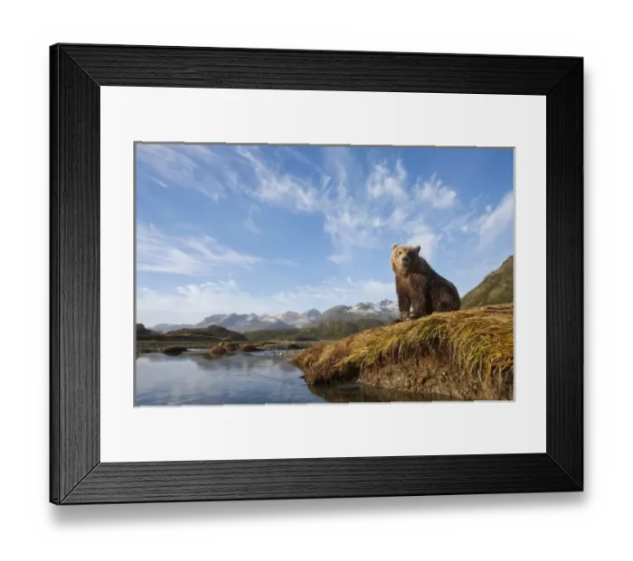 Framed Print : USA, Alaska, Katmai National Park, Young Adult Female Coastal Brown Bear (Ursus arctos) Framed Print : USA, Alaska, Katmai National Park, Young Adult Female Coastal Brown Bear (Ursus arctos)