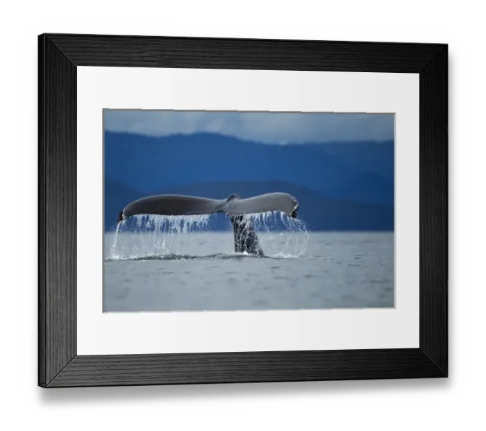 Framed Print : USA, Alaska, Tongass National Forest, Humpback Whale (Megaptera novaengliae) raises Framed Print : USA, Alaska, Tongass National Forest, Humpback Whale (Megaptera novaengliae) raises