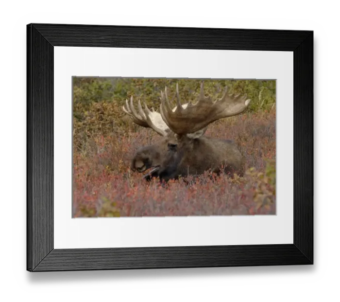 Framed Print : moose, Alces alces, bull resting on fall tundra in Denali National Park, interior Alaska Framed Print : moose, Alces alces, bull resting on fall tundra in Denali National Park, interior Alaska