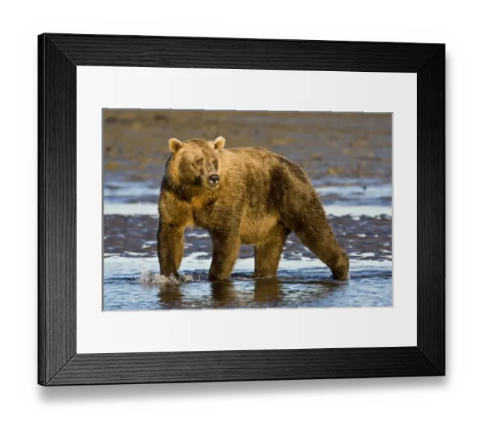 Framed Print : USA. Alaska. Coastal Brown Bear fishing for salmon at Silver Salmon Creek in Lake Clark NP Framed Print : USA. Alaska. Coastal Brown Bear fishing for salmon at Silver Salmon Creek in Lake Clark NP