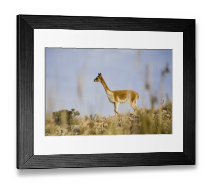 Framed Print : South America, Peru Framed Print : South America, Peru