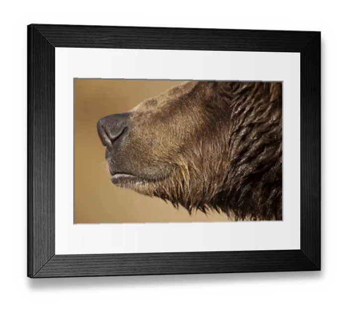 Framed Print : USA, North America, Alaska