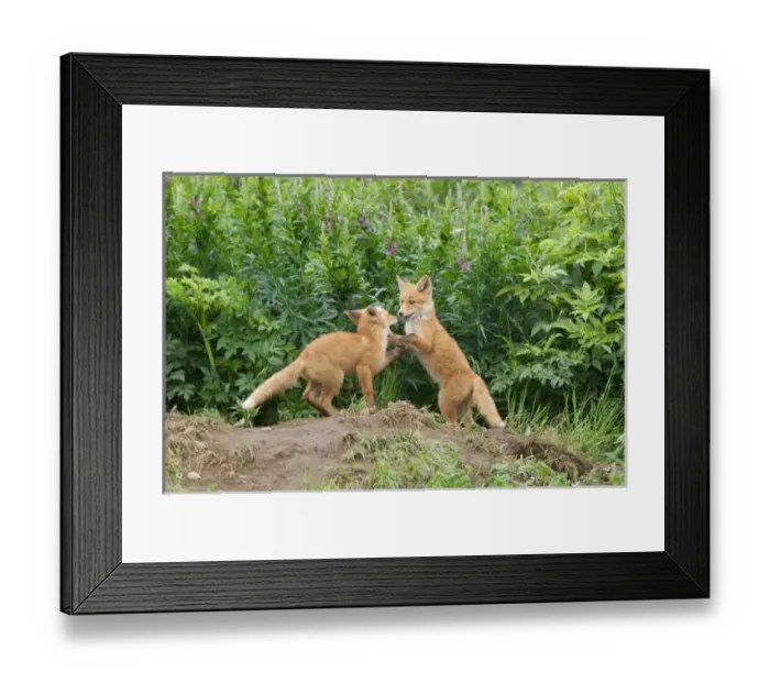 Framed Print : USA, North America, Alaska Framed Print : USA, North America, Alaska