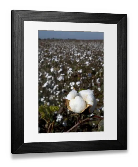 Framed Print : Cotton field ready for harvest in the American South Framed Print : Cotton field ready for harvest in the American South