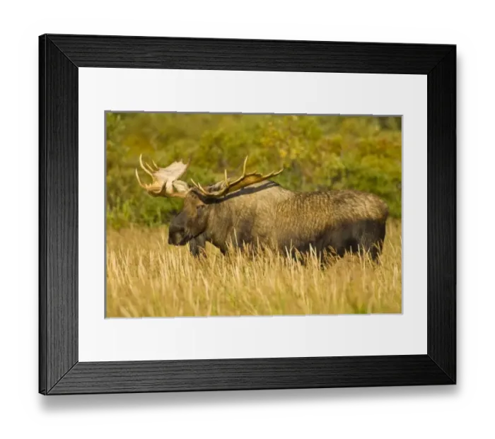 Framed Print : USA, North America, Alaska Framed Print : USA, North America, Alaska
