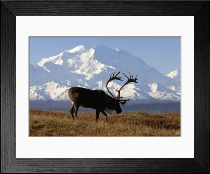 Framed Print : caribou, Rangifer tarandus, bull in fall colors with Mount McKinley in the background Framed Print : caribou, Rangifer tarandus, bull in fall colors with Mount McKinley in the background