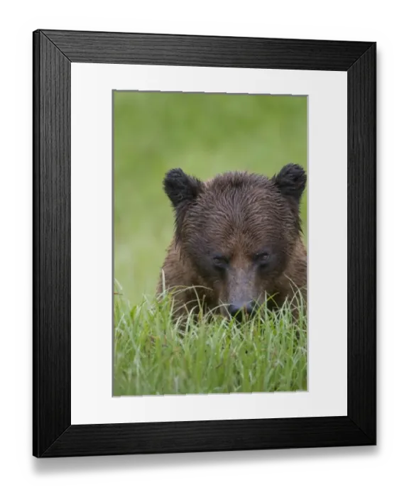 Framed Print : USA, North America, Alaska