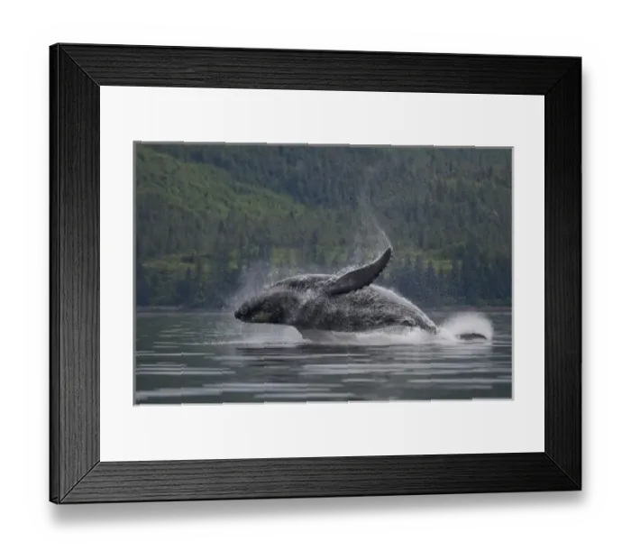 Framed Print : USA, Alaska, Tongass National Forest, Humpback Whale (Megaptera novaengliae) breaching Framed Print : USA, Alaska, Tongass National Forest, Humpback Whale (Megaptera novaengliae) breaching