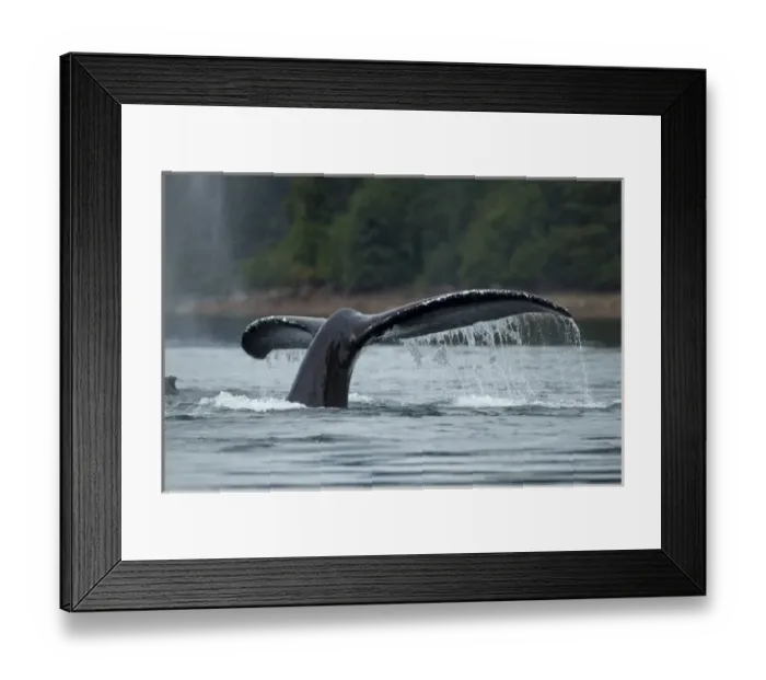 Framed Print : USA, Alaska, Tongass National Forest, Humpback Whale (Megaptera novaengliae) raises Framed Print : USA, Alaska, Tongass National Forest, Humpback Whale (Megaptera novaengliae) raises