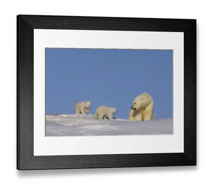Framed Print : polar bear, Ursus maritimus, sow playing with her newborn spring cubs outside their den