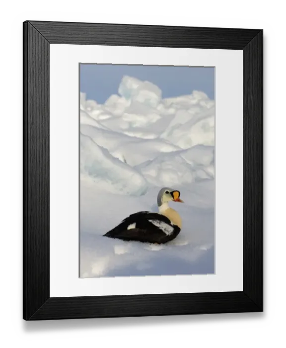 Framed Print : king eider, Somateria spectabilis, on jumbled ice over the frozen Chuckchi Sea, off Point Barrow