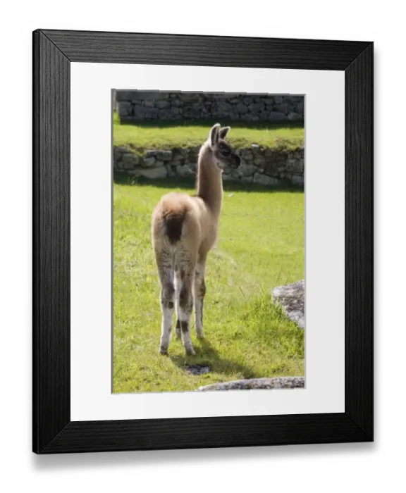 Framed Print : South America, Peru Framed Print : South America, Peru