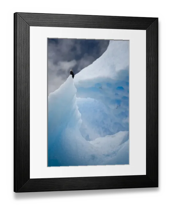 Framed Print : USA, Alaska, Tongass National Forest, Bald Eagle (Haliaeetus leucocephalus) resting Framed Print : USA, Alaska, Tongass National Forest, Bald Eagle (Haliaeetus leucocephalus) resting