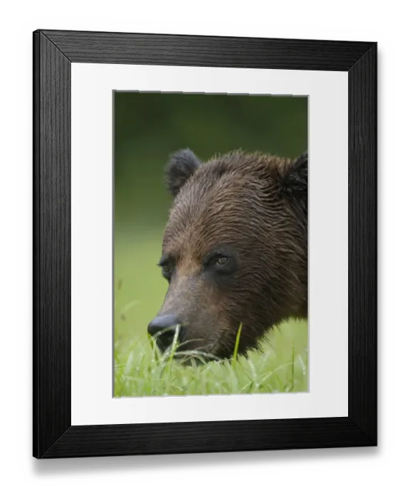 Framed Print : USA, North America, Alaska Framed Print : USA, North America, Alaska