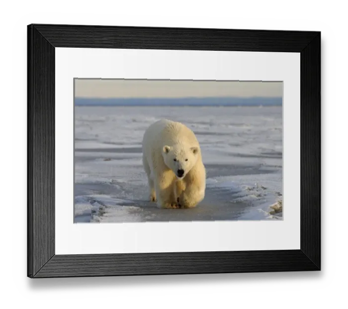 Framed Print : polar bear, Ursus maritimus, walking on the pack ice, 1002 coastal plain of the Arctic Framed Print : polar bear, Ursus maritimus, walking on the pack ice, 1002 coastal plain of the Arctic
