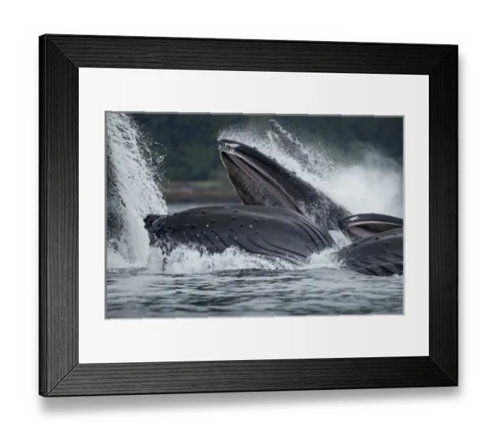 Framed Print : USA, Alaska, Tongass National Forest, Humpback Whales (Megaptera novaengliae) lunge