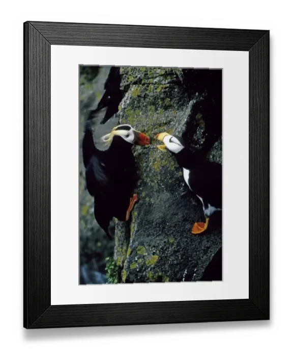 Framed Print : USA, Alaska, Pribilof Islands. Puffins interact on cliffside