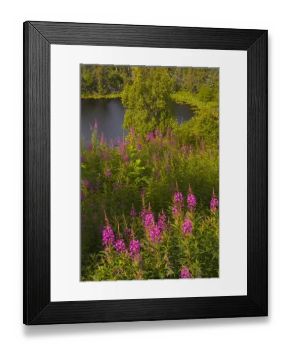 Framed Print : Fireweed and pond at Halibut Cove Framed Print : Fireweed and pond at Halibut Cove
