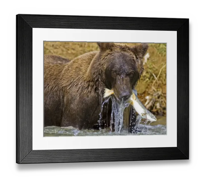 Framed Print : USA, North America, Alaska Framed Print : USA, North America, Alaska