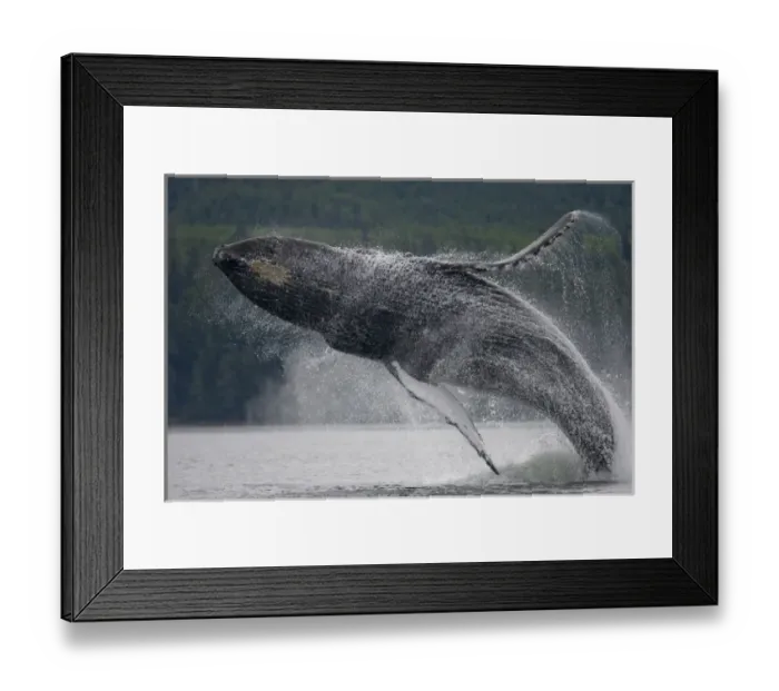 Framed Print : USA, Alaska, Tongass National Forest, Humpback Whale (Megaptera novaengliae) breaching Framed Print : USA, Alaska, Tongass National Forest, Humpback Whale (Megaptera novaengliae) breaching