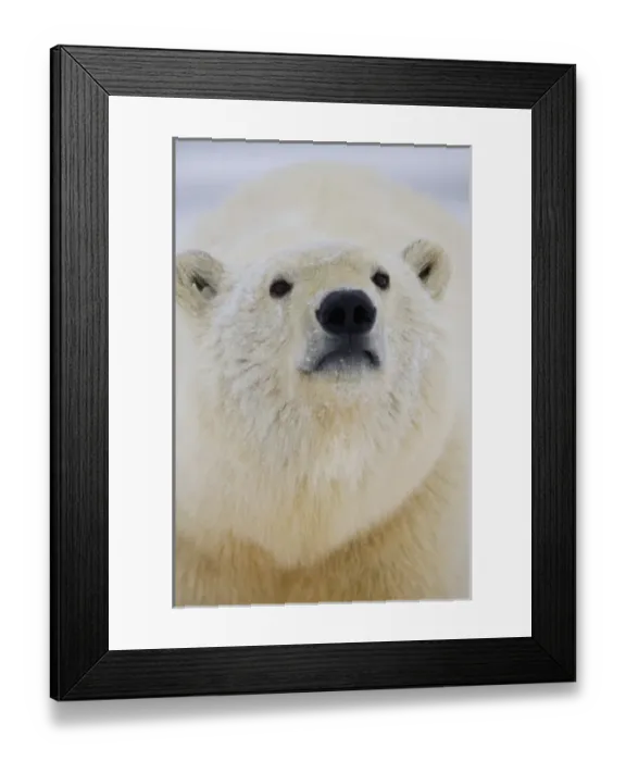 Framed Print : USA, North America, Alaska Framed Print : USA, North America, Alaska