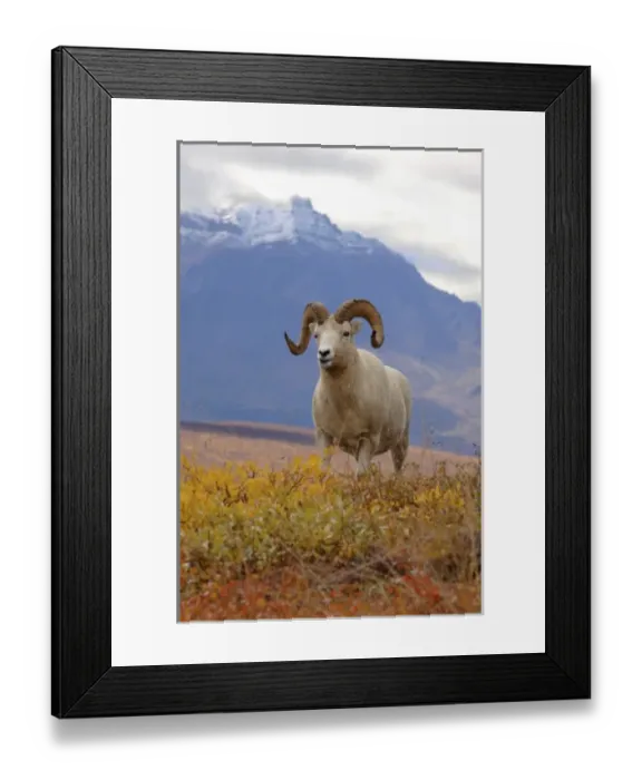 Framed Print : dall sheep, Ovis dalli, ram on a hillside during fall colors, Mount Margaret, Denali National Park Framed Print : dall sheep, Ovis dalli, ram on a hillside during fall colors, Mount Margaret, Denali National Park