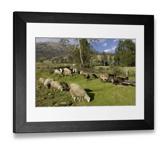 Framed Print : South America, Peru