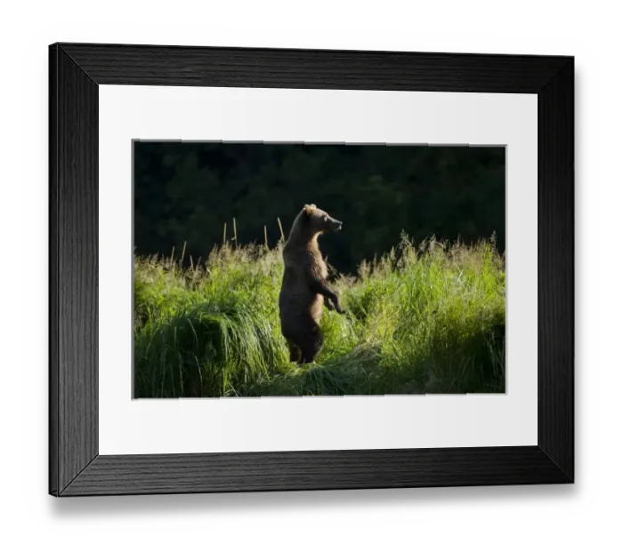 Framed Print : USA, North America, Alaska Framed Print : USA, North America, Alaska