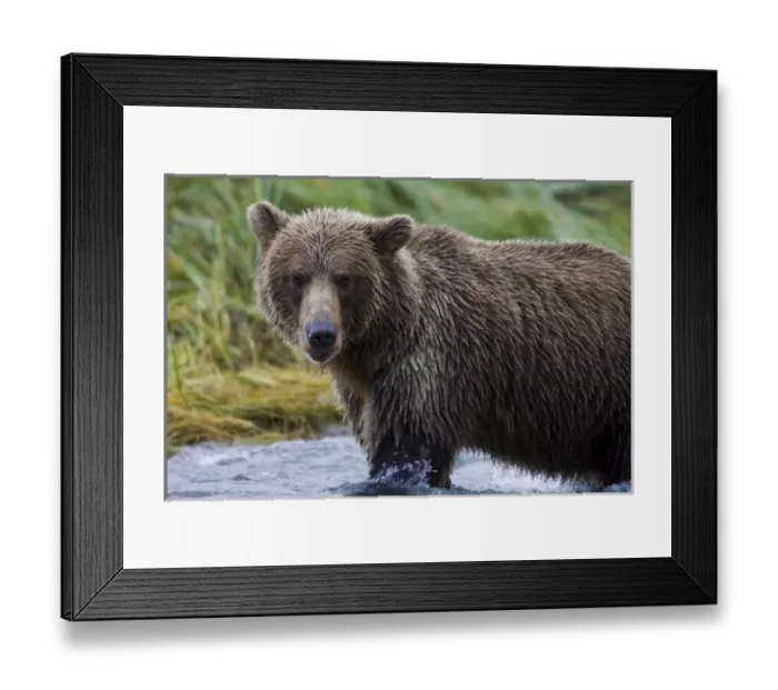 Framed Print : USA, North America, Alaska