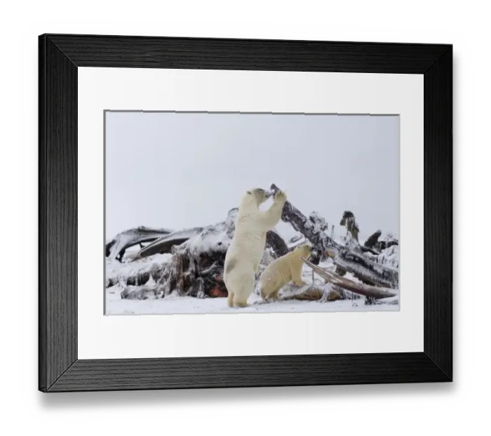 Framed Print : polar bear, Ursus maritimus, sow with cub feeding on a bowhead whale, Balaena mysticetus Framed Print : polar bear, Ursus maritimus, sow with cub feeding on a bowhead whale, Balaena mysticetus