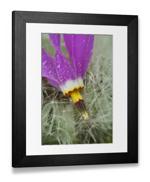 Framed Print : USA, Alaska, Inside Passage. Macro of shooting star flower on dandelion seeds