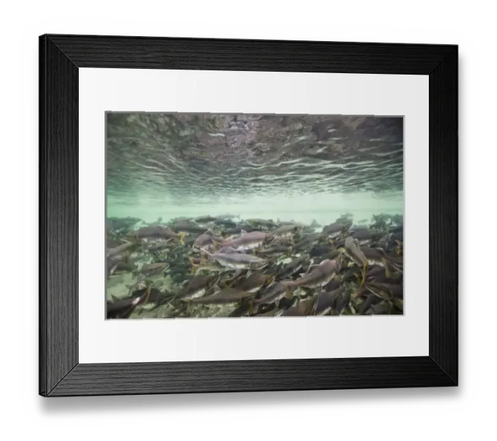 Framed Print : USA, Alaska, Katmai National Park, Underwater view of spawning Chum Salmon (Oncorhynchus Framed Print : USA, Alaska, Katmai National Park, Underwater view of spawning Chum Salmon (Oncorhynchus