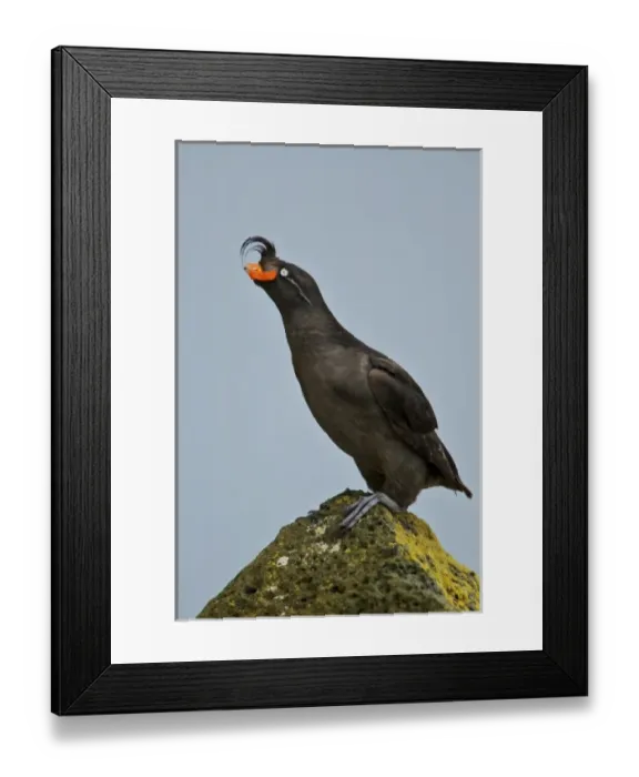 Framed Print : USA, Alaska, Pribilof Islands, St Paul. Crested Auklet Framed Print : USA, Alaska, Pribilof Islands, St Paul. Crested Auklet