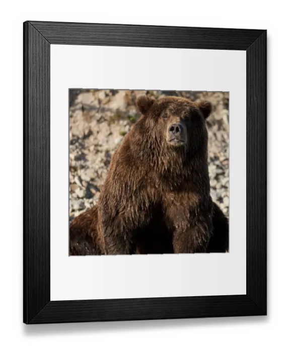 Framed Print : USA, Alaska, Katmai National Park, Close-up portrait of adult male Coastal Brown Bear Framed Print : USA, Alaska, Katmai National Park, Close-up portrait of adult male Coastal Brown Bear