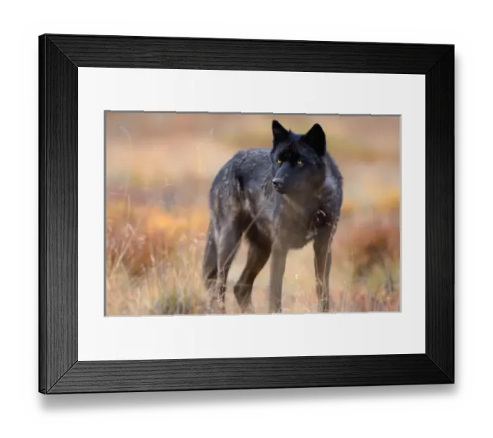 Framed Print : USA, North America, Alaska Framed Print : USA, North America, Alaska