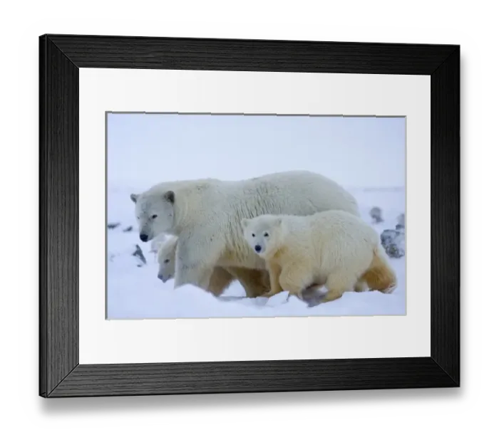 Framed Print : USA, North America, Alaska