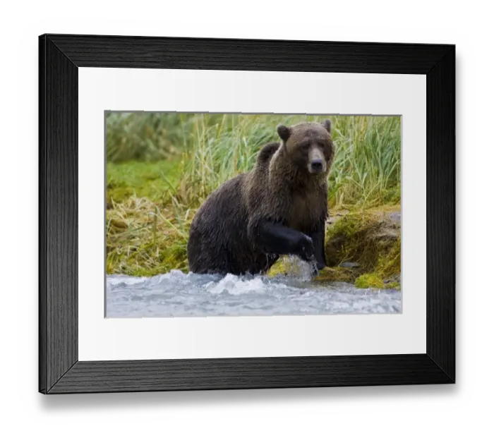 Framed Print : USA, North America, Alaska Framed Print : USA, North America, Alaska