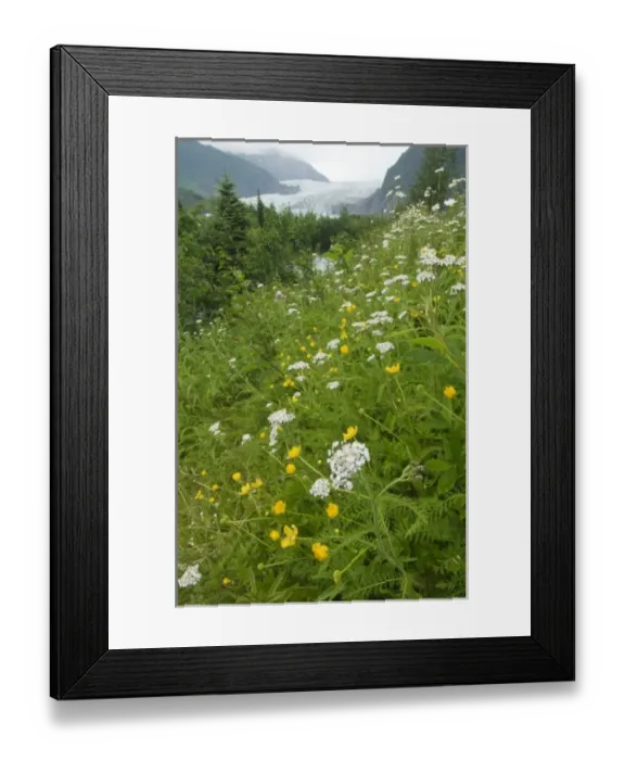 Framed Print : USA, Alaska. Wildflowers with Mendenhall Glacier in background Framed Print : USA, Alaska. Wildflowers with Mendenhall Glacier in background