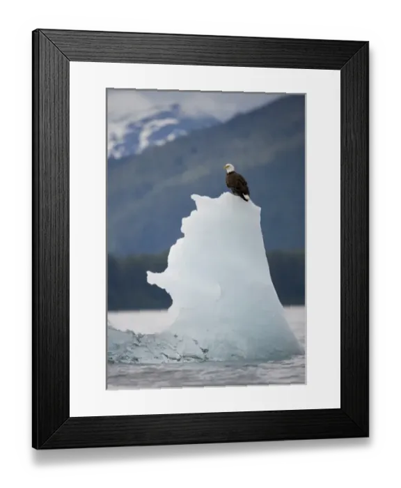 Framed Print : USA, Alaska, Tongass National Forest, Bald Eagle (Haliaeetus leucocephalus) resting