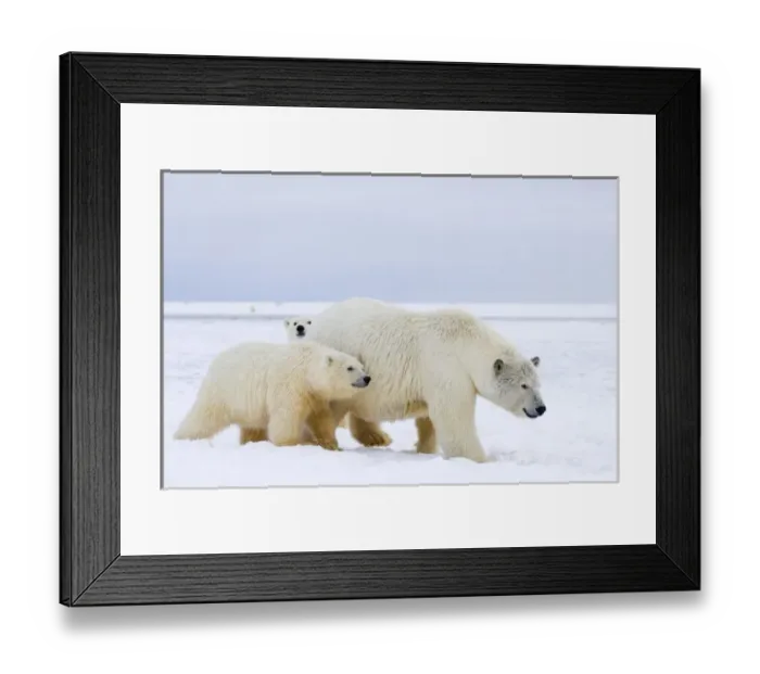 Framed Print : USA, North America, Alaska