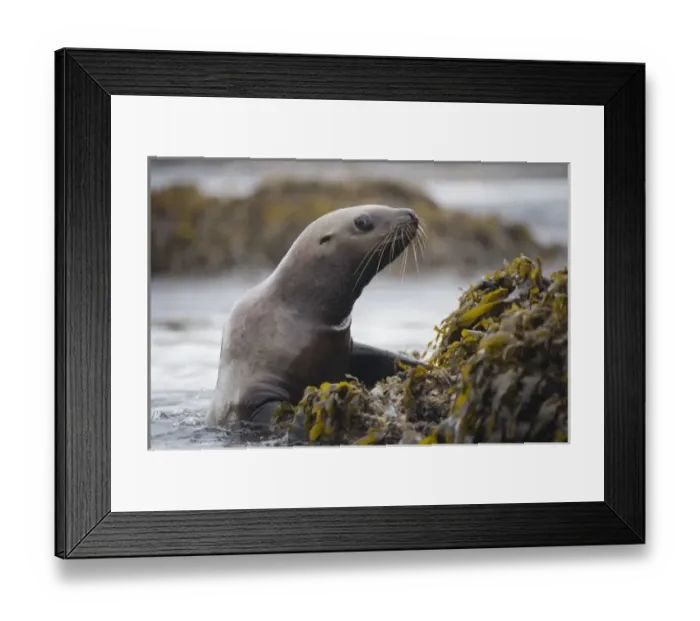 Framed Print : USA, Alaska, Tongass National Forest, Steller sea lion (Eumetopias jubatus) emerges Framed Print : USA, Alaska, Tongass National Forest, Steller sea lion (Eumetopias jubatus) emerges