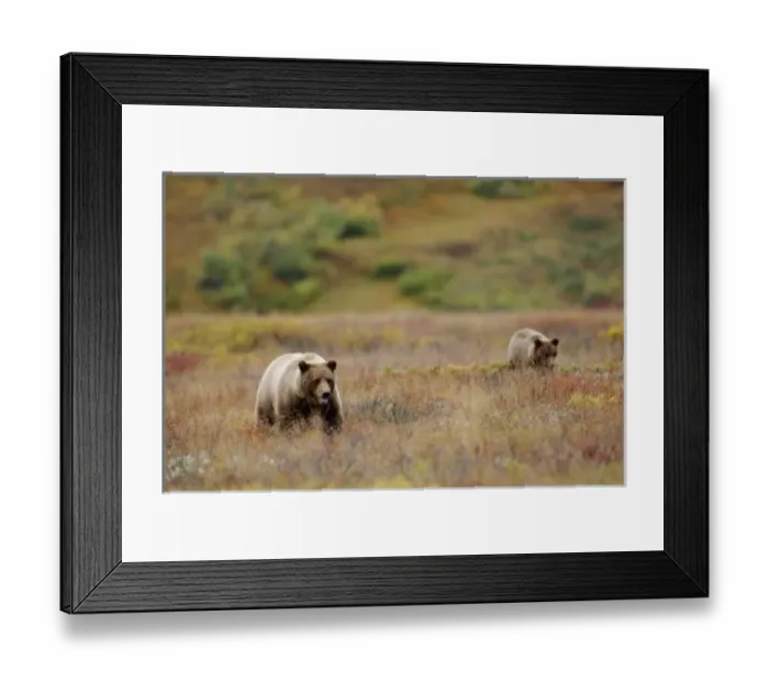Framed Print : USA, North America, Alaska Framed Print : USA, North America, Alaska