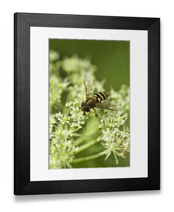 Framed Print : USA, North America, Alaska